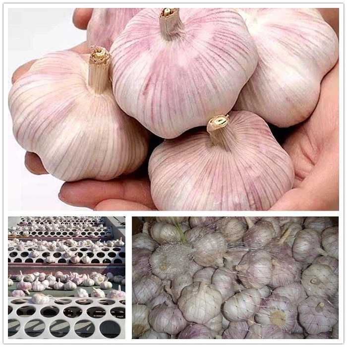 Fresh Purple Garlic Manufacturer Fresh Purple Garlic Manufacturer