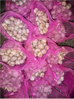 2021 Świeży czosnek sprzedany na rynek w Indonezji Normalna fabryka białego czosnku GAP